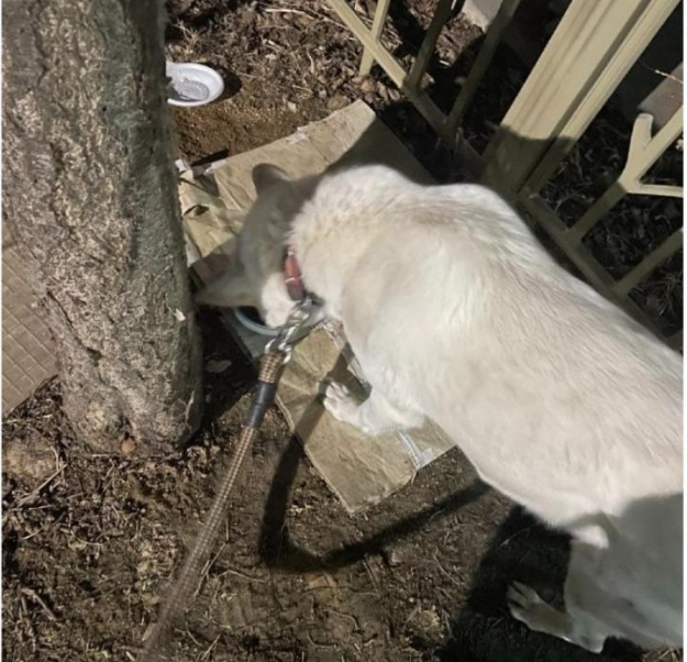 양심 좀 챙깁시다 -<b>길고양이</b> 사료 먹이는 <b>견주</b>