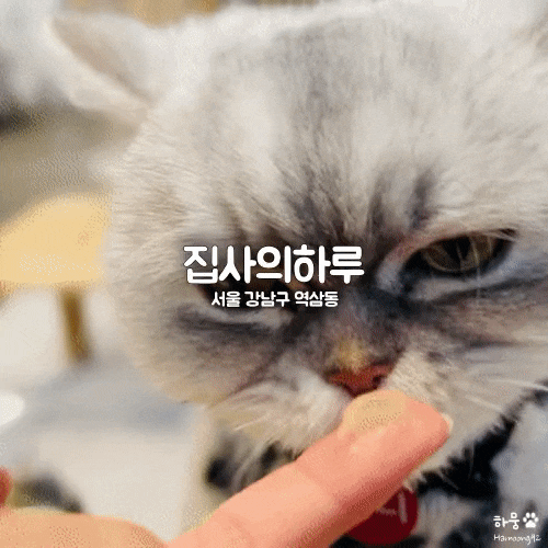  서울 신논현역/강남역 고양이 카페 집사의하루, 존귀탱 애교맛집