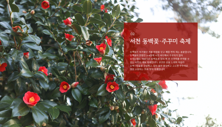 서천 동백꽃 주꾸미 축제 프로그램 정보