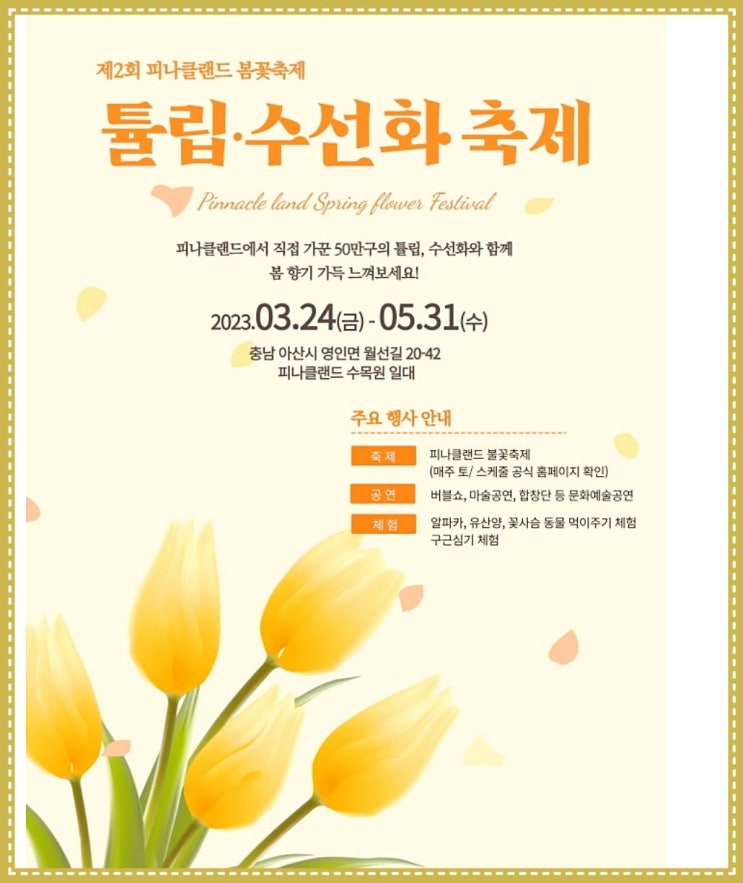  봄꽃 축제는  튤립. 수선화 축제가 열리는 피나클랜드에서~
