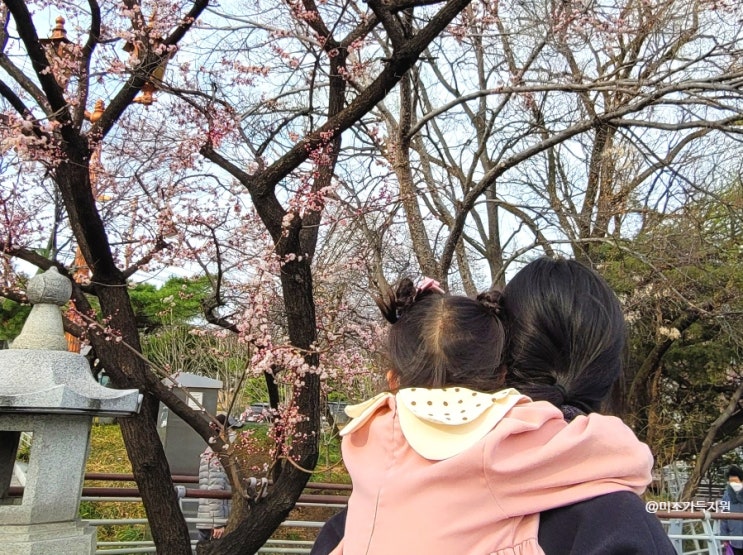 대구 두류공원 벚꽃 개화시기 성당못 봄 가족  여행지