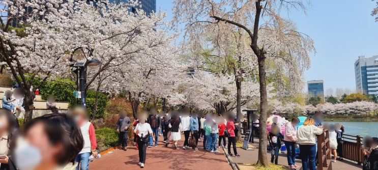  석촌호수 벚꽃축제 기간/ 벚꽃 개화시기/양재천벚꽃길/ 서울벚꽃 명소