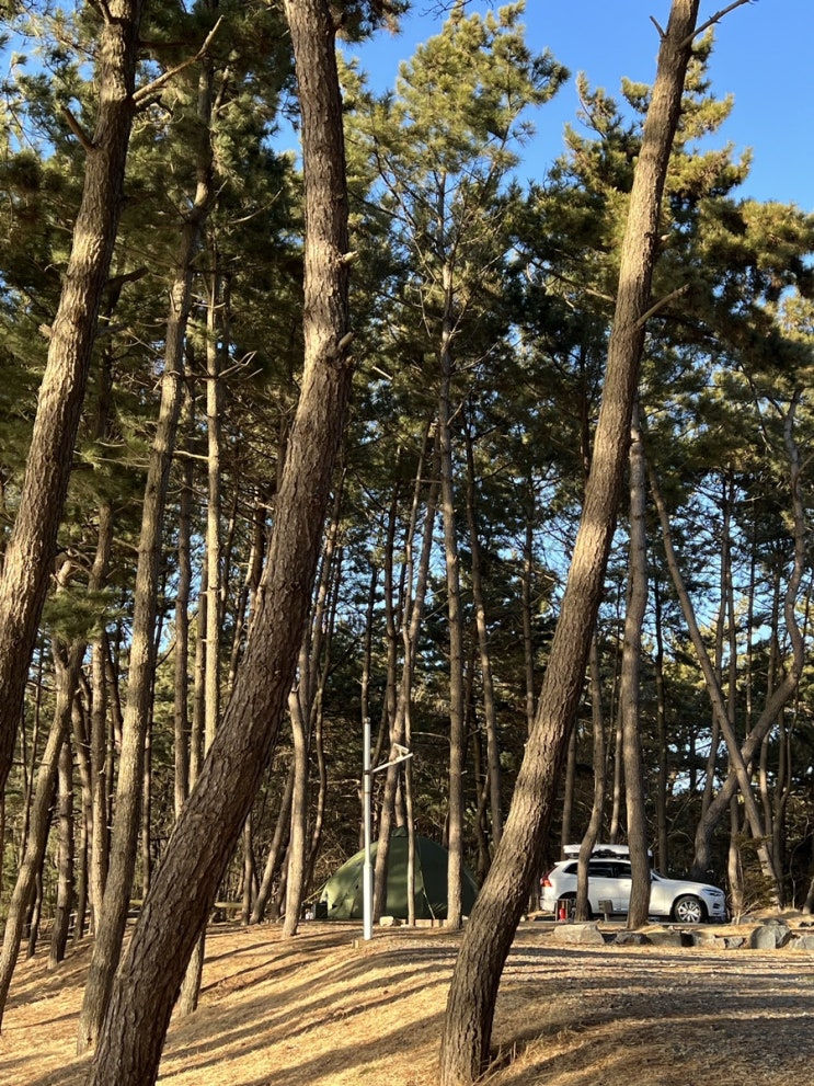  #캠핑#서천