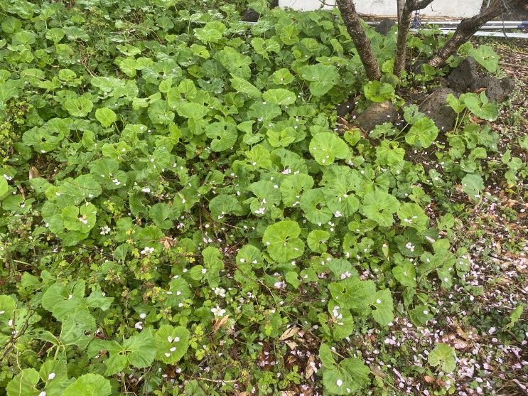 봄철 입맛 제대로 당기는 쌉싸름한 머위 봄철 입맛 제대로 당기는 쌉싸름한 머위