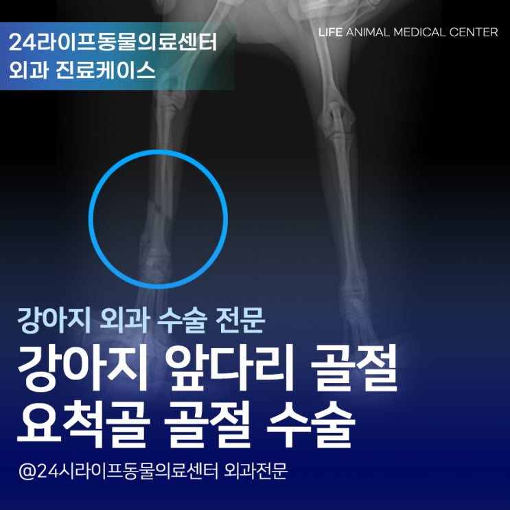 대구 강아지 앞다리 골절수술 : 6개월 강아지 팔이 부러졌어요 대구 강아지 앞다리 골절수술 : 6개월 강아지 팔이 부러졌어요