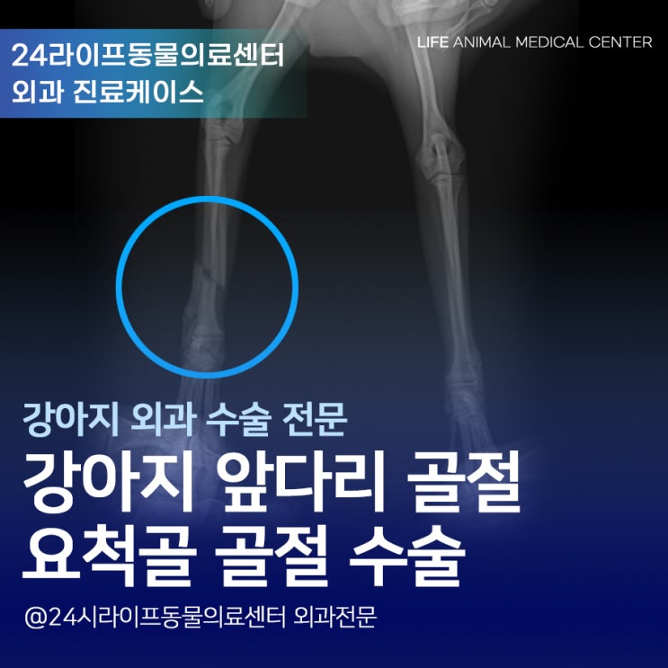 대구 강아지 앞다리 골절수술 : 6개월 강아지 팔이 부러졌어요