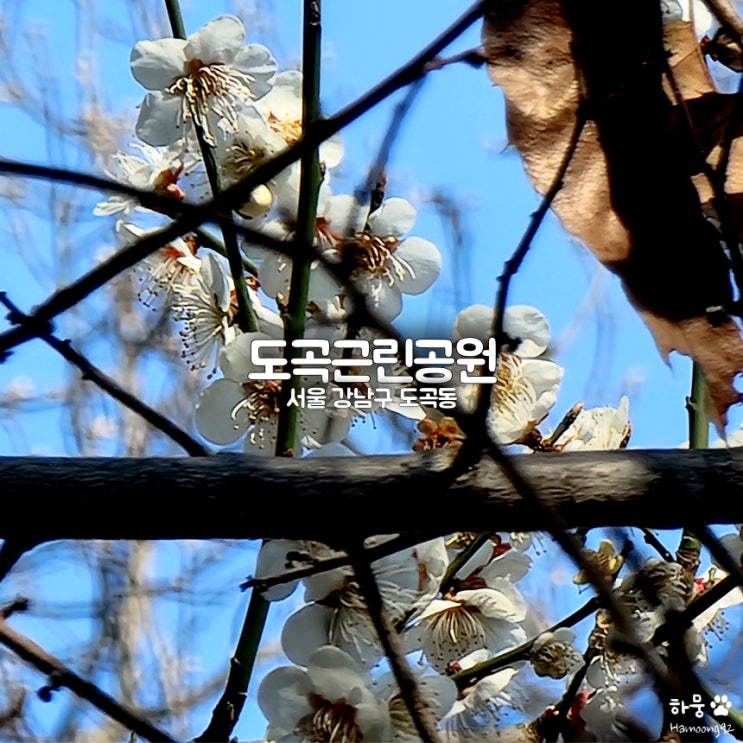서울 도곡동 매봉산 벚꽃,진달래,개나리 만개한 도곡근린공원