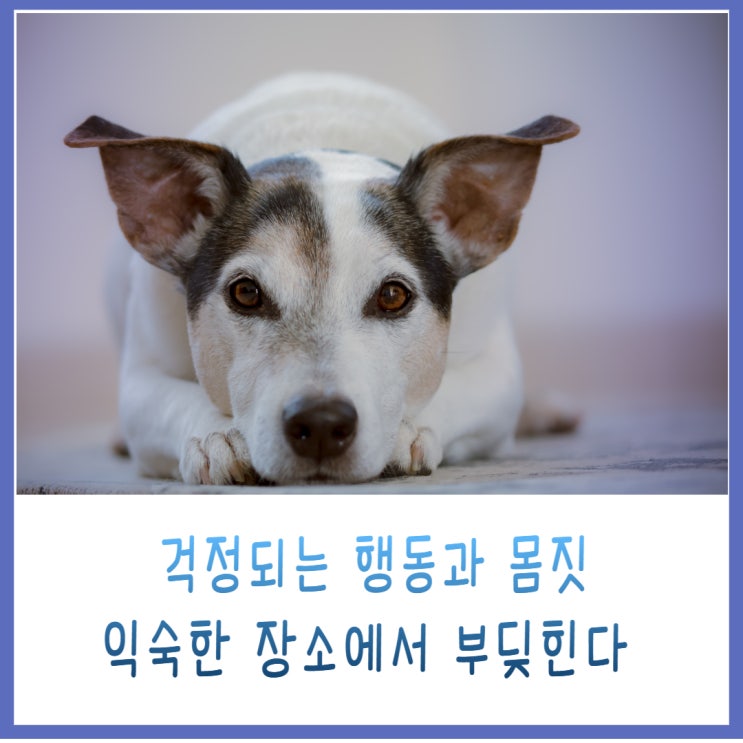  노령견 행동변화 익숙한 장소에서 부딪혀요