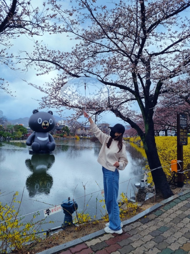 대구 경북 가볼만한곳 김천 연화지 벚꽃 개화시기 2023 봄꽃구경 지금!