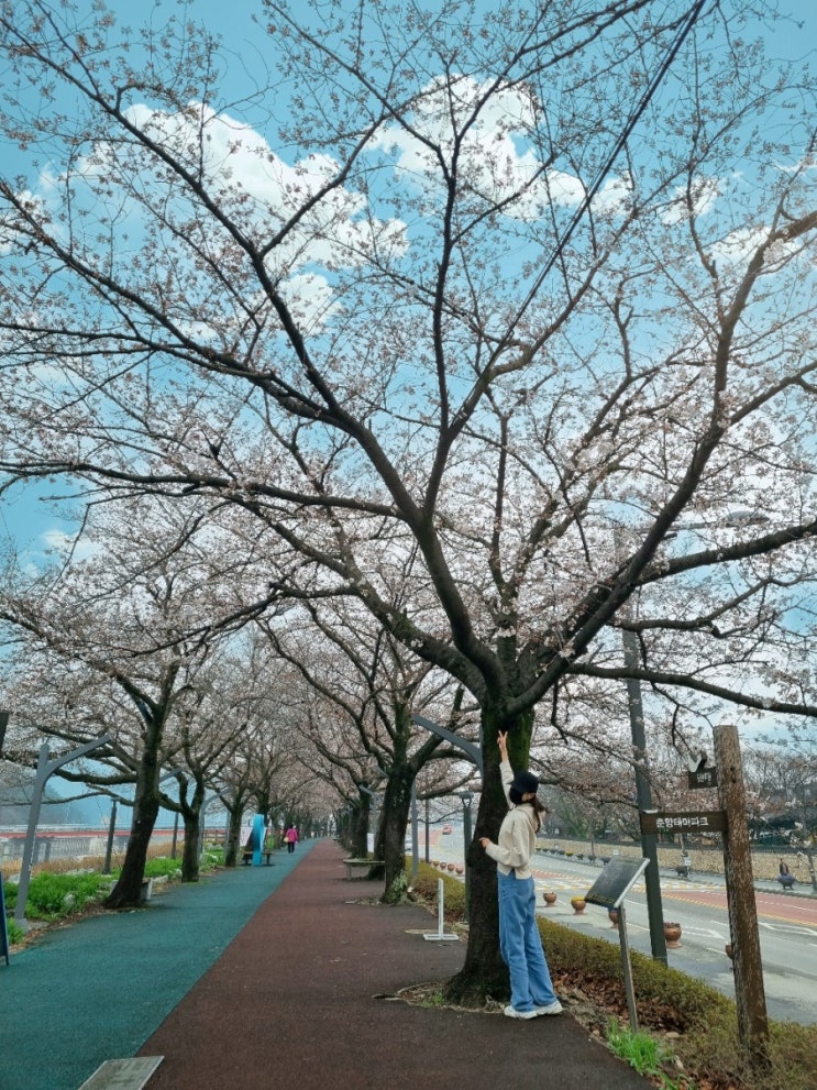 4월 전라북도 가볼만한곳 남원 광한루 요천 벚꽃명소 개화시기 & 주차 정보