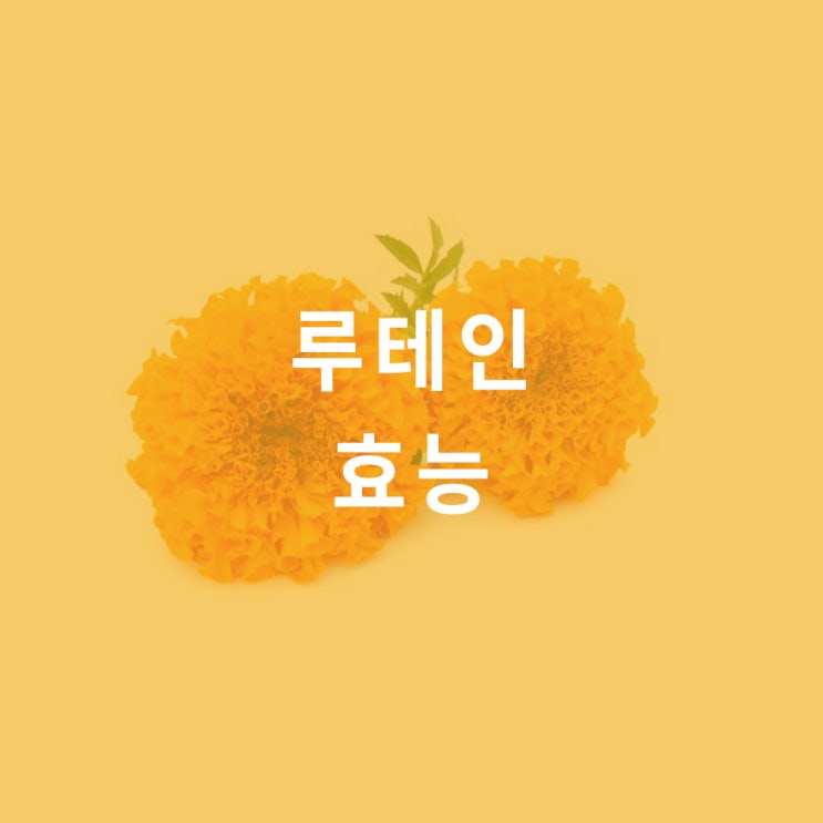  루테인 (마리골드꽃추출물) : 효능 효과, lutein