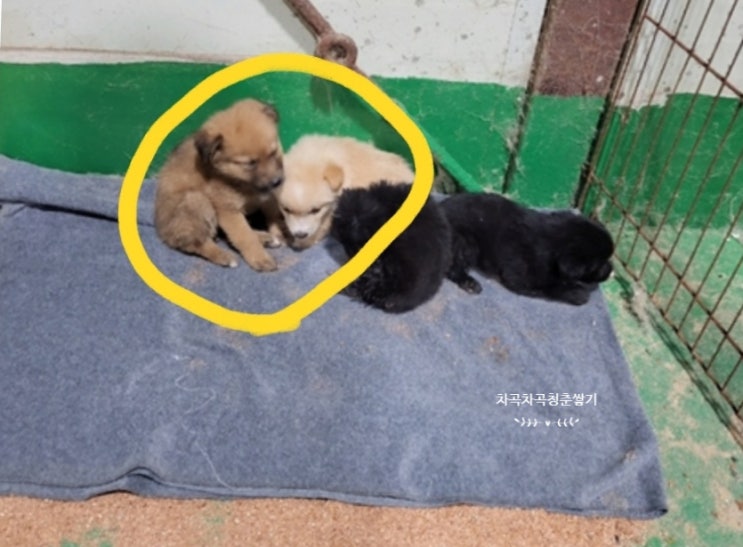  강아지의 날에 쓰는 임보이야기