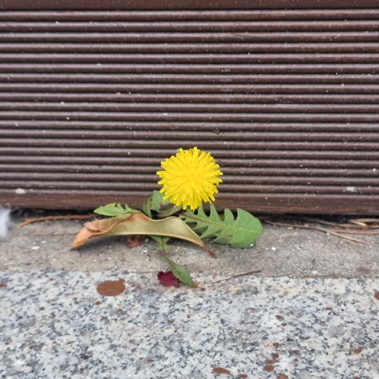  울산애견카페 퍼피마마 (feat.울산강아지분양 달링하이울산)