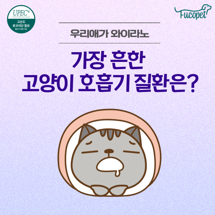 60th.고양이 호흡기 영양제/상부호흡기증후군/ 후코이단 후코펫