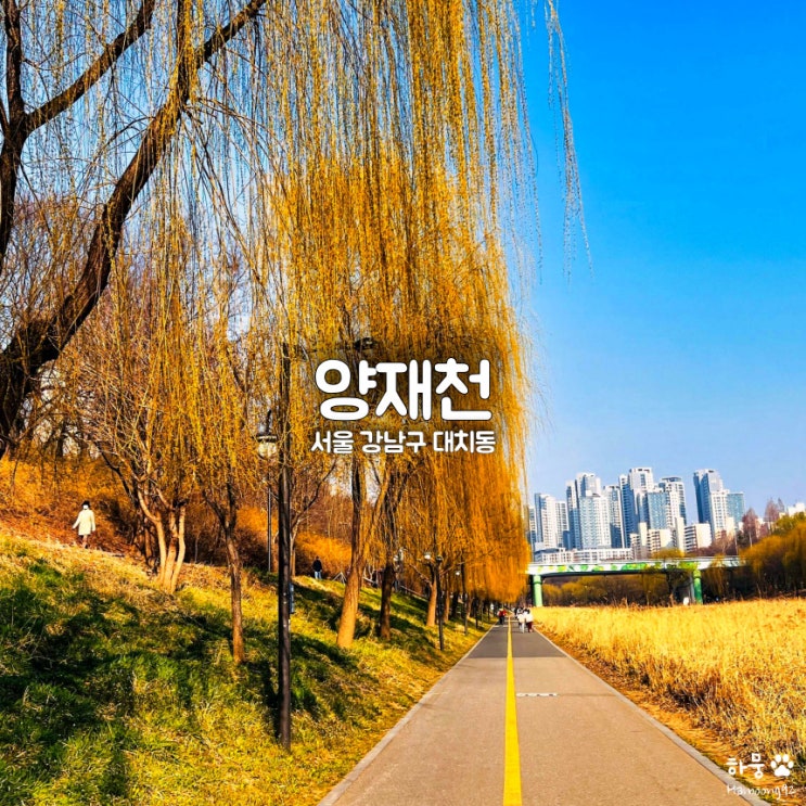 서울 양재천 애견동반 산책로, 벚꽃보다 버드나무&개나리 명소