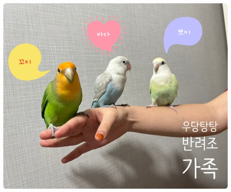 모란앵무 키우키 세마리 반려조 가족 이야기