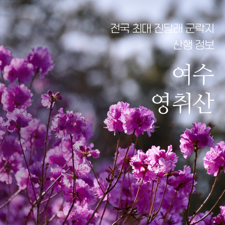  여수 4월 핫플은? 영취산 진달래 흥국사 축제