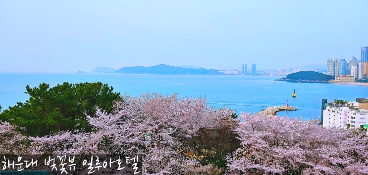  달맞이 길 벚꽃 뷰 일루아호텔