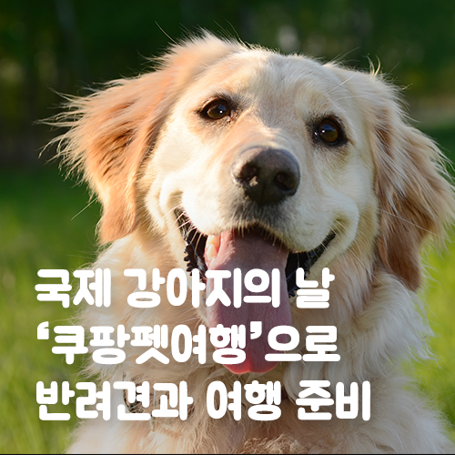  국제 강아지의 날, ‘쿠팡펫여행’으로 반려견과 여행 준비