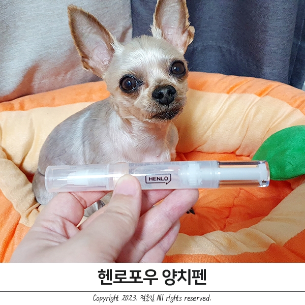 헨로포우 양치펜 강아지 양치 도구 이걸로 정착 헨로포우 양치펜 강아지 양치 도구 이걸로 정착