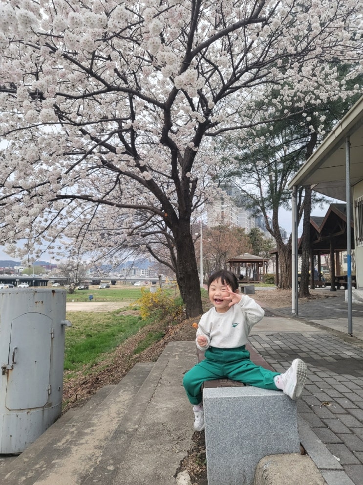  대전 벚꽃 명소 중촌동 노인공원
