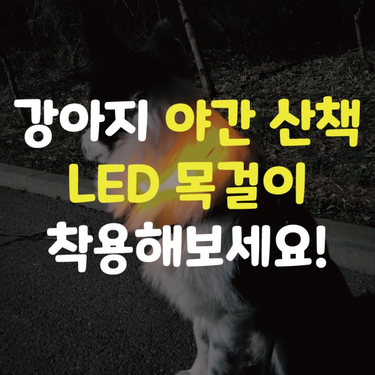 강아지 야간 산책 때 사용하세요! "도굿 LED 목걸이"
