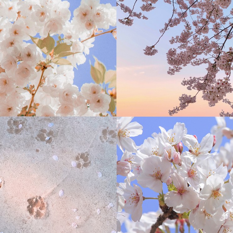 2_벚꽃 배경화면 개화 일본 봄 분홍 아이폰 고화질 배경화면 wallpaper cherry blossom aesthetic pink