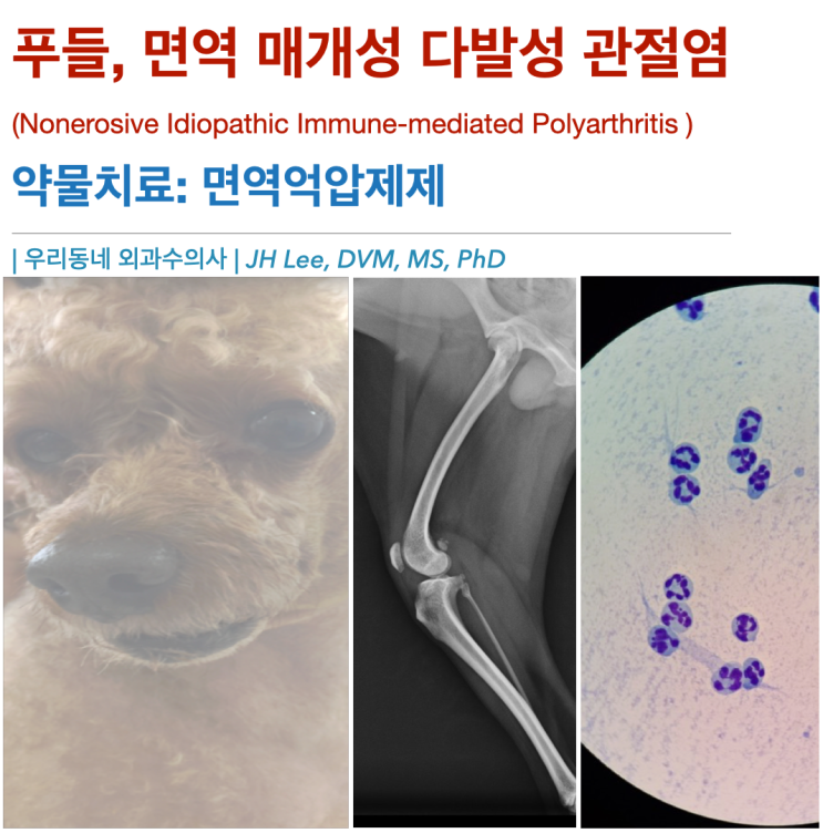  푸들 강아지 면역 매개성 다발성 관절염 (Idiopathic Immune-mediated Polyarthritis) 약물치료 케이스