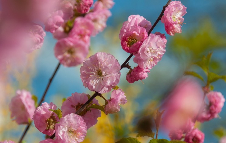 전라도  봄꽃 명소 (3월,4월) 광주 근교 가볼만한곳