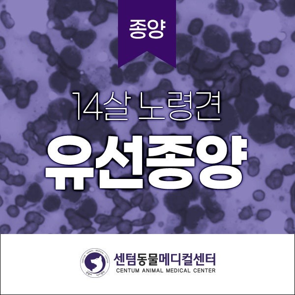 [강아지종양] 센텀동물메디컬센터 : 부산24시동물병원 - 14살 노령견 유선종양