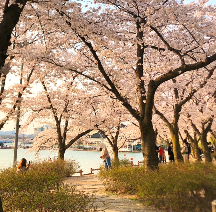  경주 보문단지 벚꽃 명소 +주차팁경북 가볼만한곳 추천