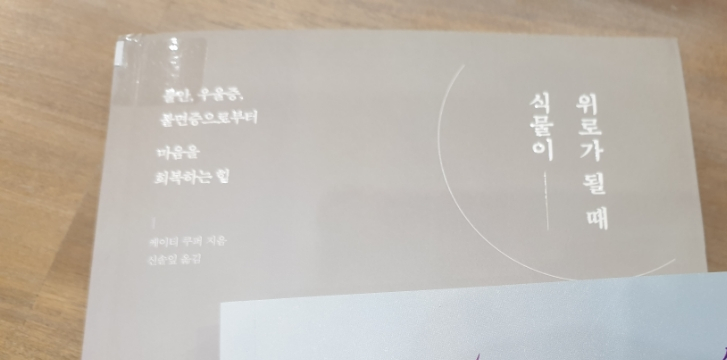  알로카시아, 몬스테라 키우기 [식물이 위로가 될때]