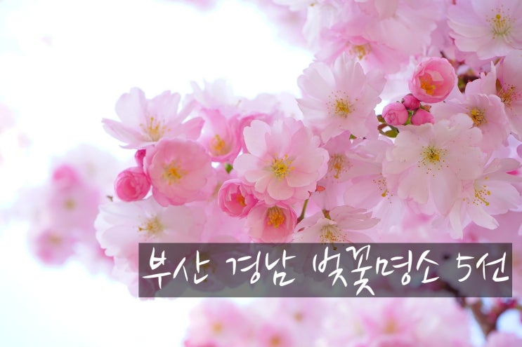 부산 ·경남 벚꽃 명소 5선!하동 삼성궁 ·사천 선진리성·밀양삼랑진·부산온천천·부산 삼락공원