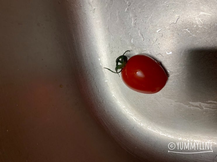 방울토마토 집에서 씨앗부터 키우기 (0일부터~한달까지)