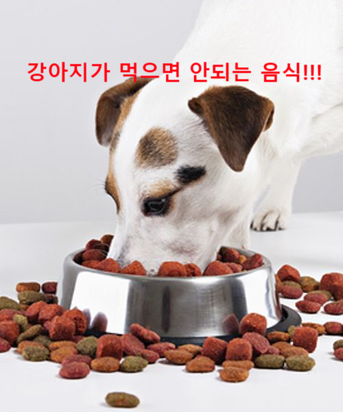 강아지가 먹으면 안 되는 음식에는 어떤 것들이 있을까요? 강아지가 먹으면 안 되는 음식에는 어떤 것들이 있을까요?