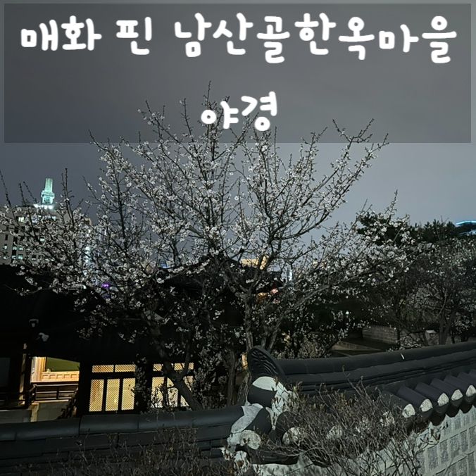  매화 핀 남산골한옥마을 야경