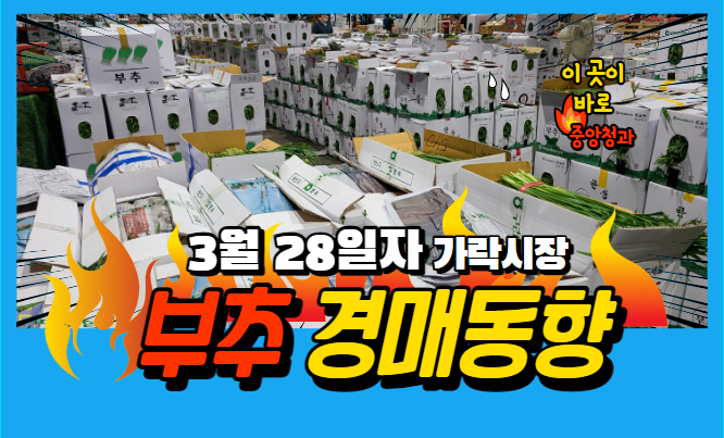  [경매사 일일보고] 3월 28일자 가락시장 부추 경매동향을 살펴보겠습니다!