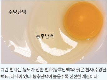 계란상식_가성비 최고식품, 단백질, 오해와 진실, 신선한 계란, 보관, 백색계란, 소화율, 카라 쟈(하얀끈/알끈 chalaza ...