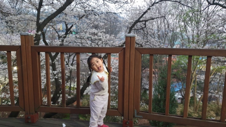  대전 중구 벚꽃 축제 테미공원 주차 벚꽃 개화 실시간 현황