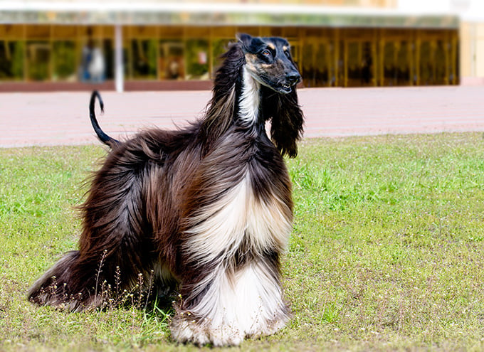 [강아지종류] #21 아프간하운드 정보 / Afghan Hound