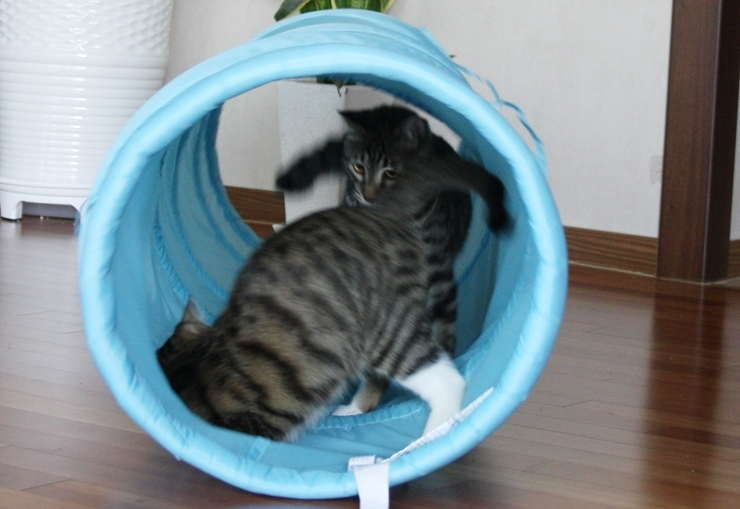 내가 쓰는 고양이용 생활템s_이케아 고양이 터널_IKEA BUSA_이케아 고양이 용품