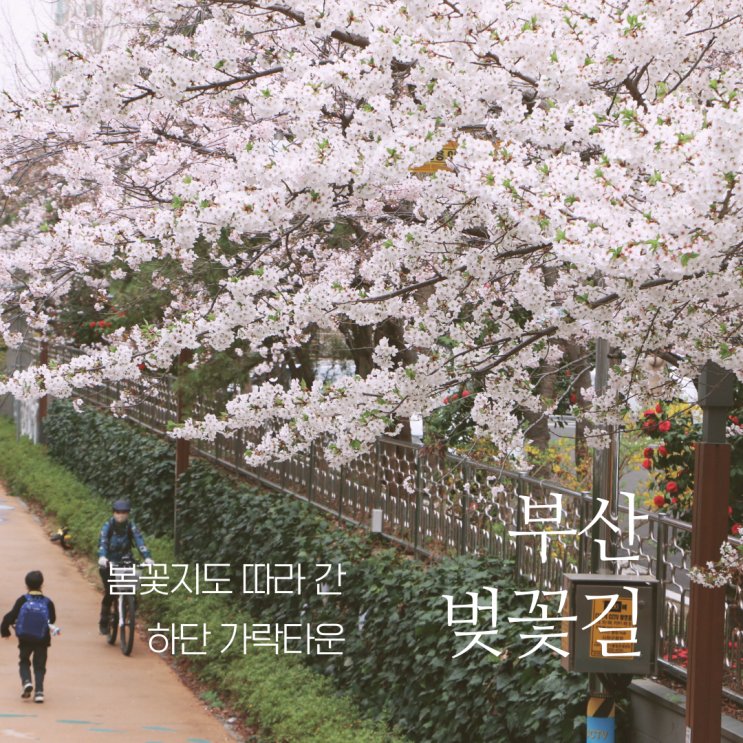 부산 벚꽃길 가락타운 봄꽃지도 보고 찾아 간 하단 벚꽃개화 상태