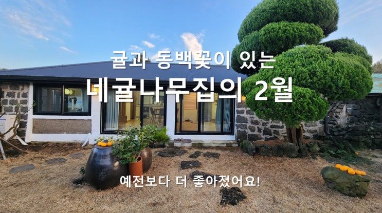 제주 한달살이 숙소: 동백과 귤나무 많은 독채 - 2월