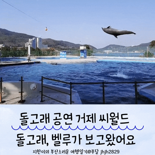  돌고래 공연을 볼 수 있는 거제씨월드 돌고래, 벨루가 보고왔어요 아이랑 다녀오기 좋아요