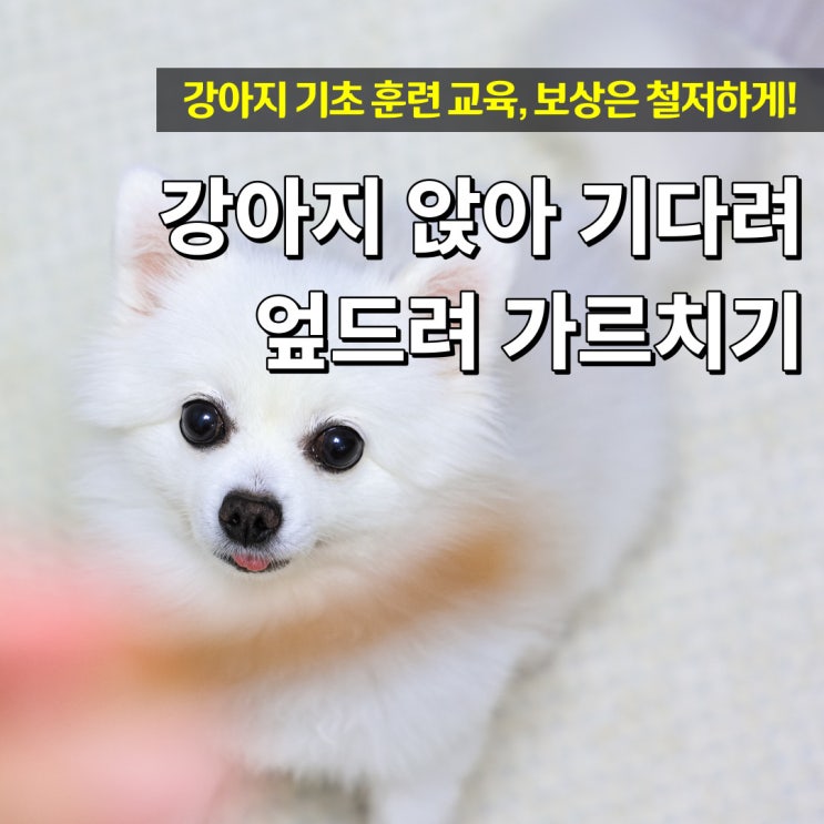  강아지 앉아 기다려 엎드려 이리와 가르치기 교육 훈련