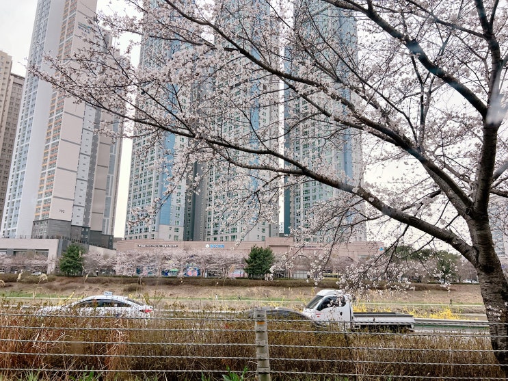  전주 천변 벚꽃 개화 상황(23.03.24 18시경)