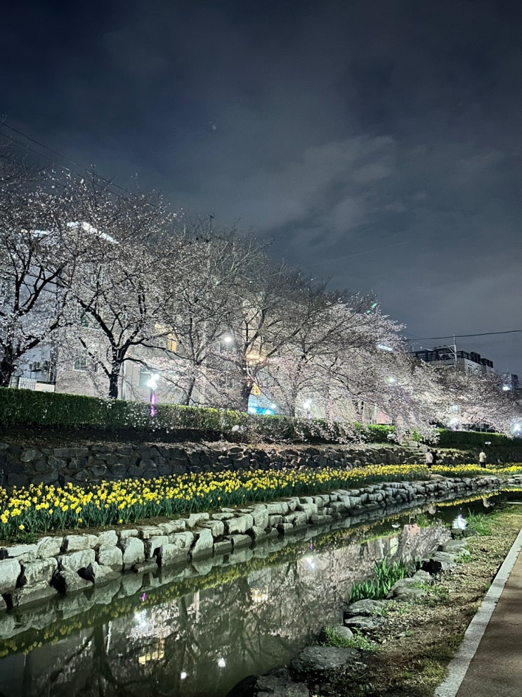  울산 무거동 벚꽃 / 무거천 벚꽃길 / 무거동 벚꽃길