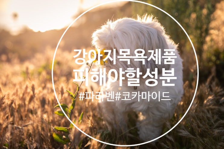  무심고 지나친 강아지 목욕제품, 피해야할 성분 5가지