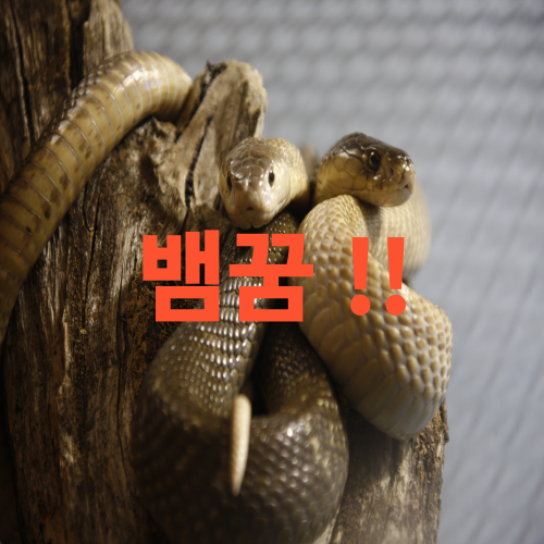  꿈속에 뱀한테 물리는 꿈은 어떤 의미 알까요. 흉몽! 대부분 태몽입니다. ^^
