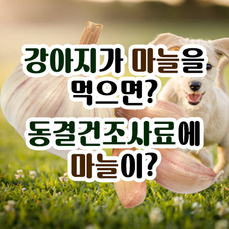  강아지가 마늘을 먹으면? 동결건조사료에 마늘이?